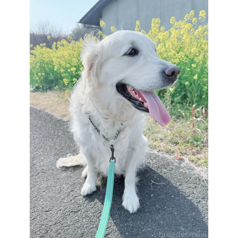 販売中の大分県のゴールデンレトリーバー-454822の2枚目