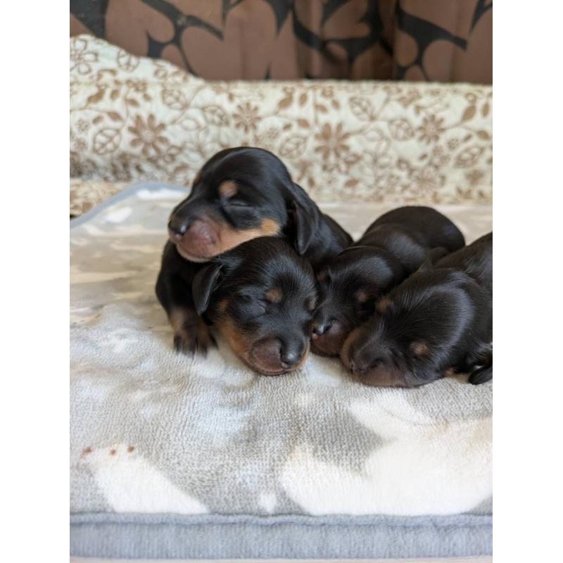 販売中の愛知県のミニチュアダックスフンド(スムースヘアード)-454818の3枚目