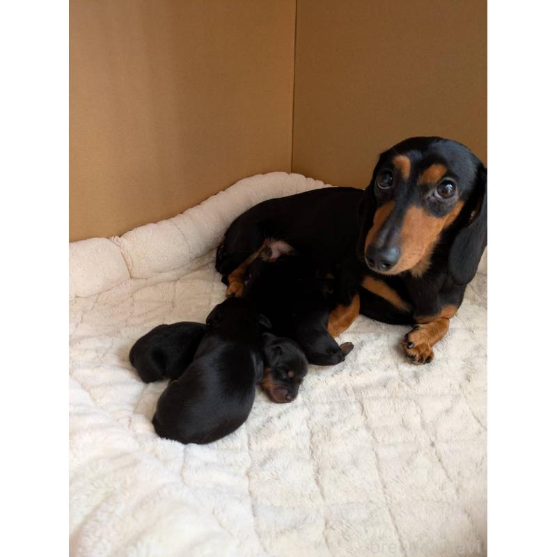 販売中の愛知県のミニチュアダックスフンド(スムースヘアード)-454818の2枚目