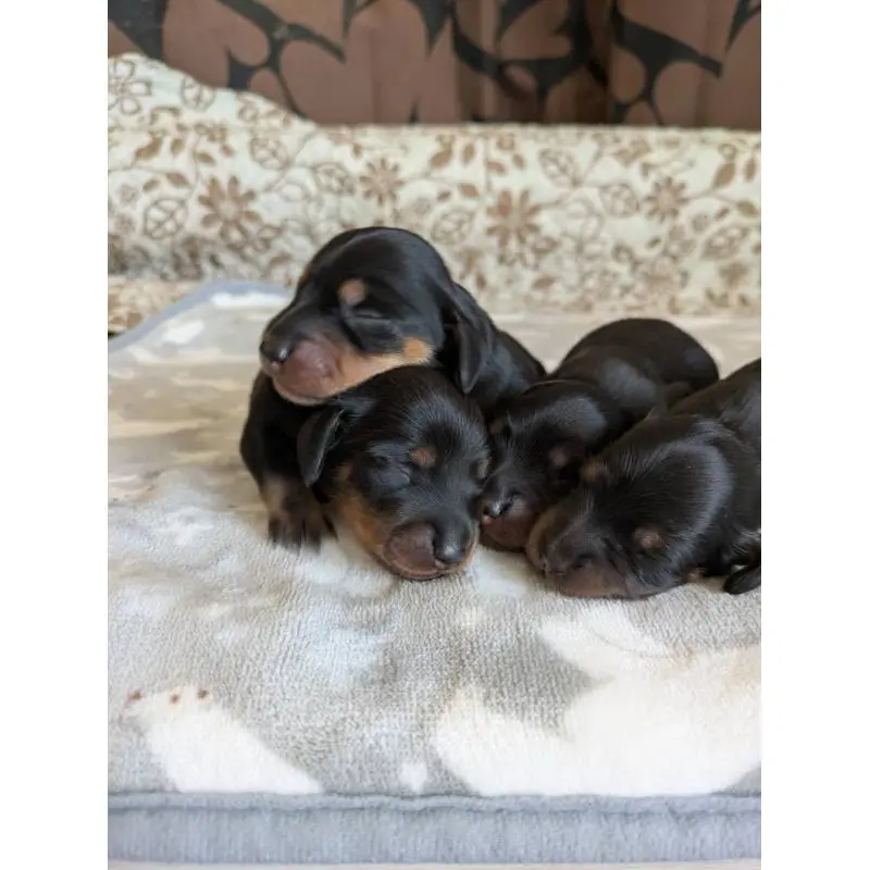 販売中の愛知県のミニチュアダックスフンド(スムースヘアード)-454819の3枚目