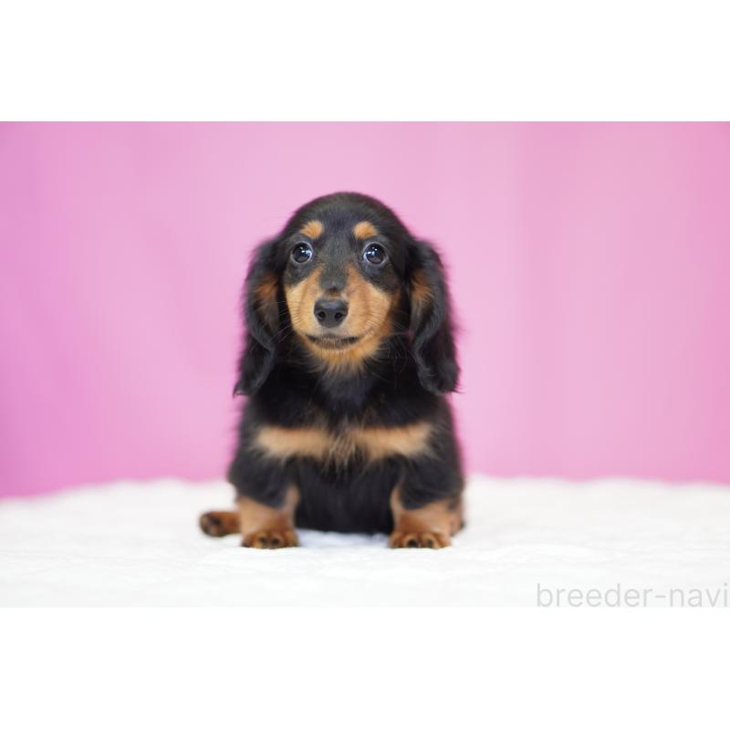 販売中の埼玉県のミニチュアダックスフンド(ロングヘアード)-446204の7枚目