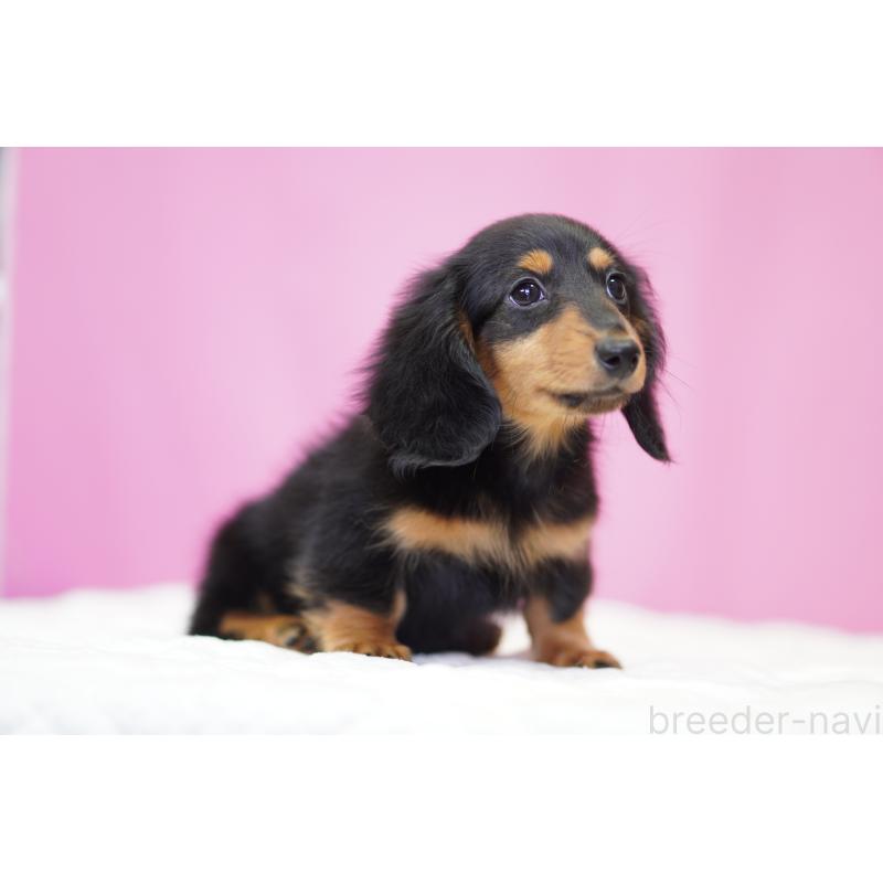 販売中の埼玉県のミニチュアダックスフンド(ロングヘアード)-446204の6枚目