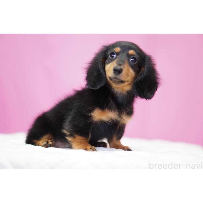 販売中の埼玉県のミニチュアダックスフンド(ロングヘアード)-446204の5枚目