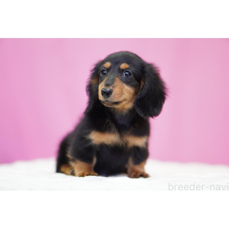 販売中の埼玉県のミニチュアダックスフンド(ロングヘアード)-446204の4枚目