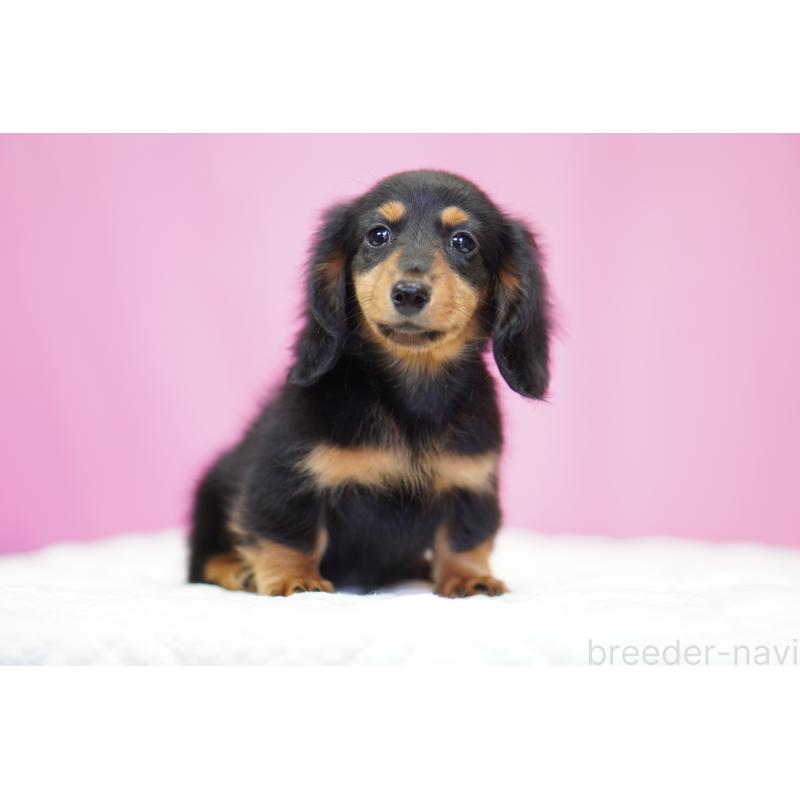 販売中の埼玉県のミニチュアダックスフンド(ロングヘアード)-446204の3枚目