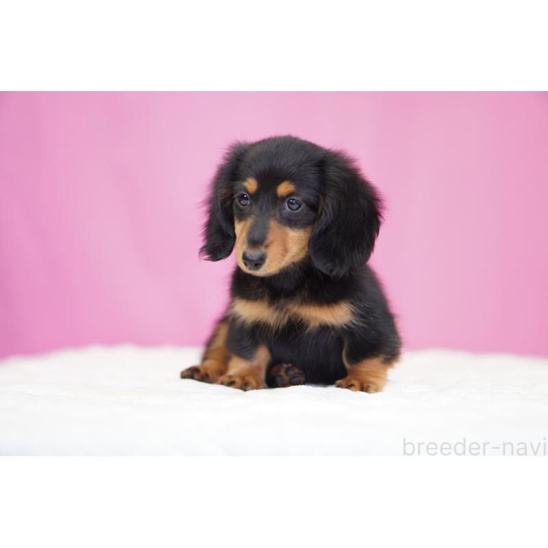 販売中の埼玉県のミニチュアダックスフンド(ロングヘアード)-446204の2枚目