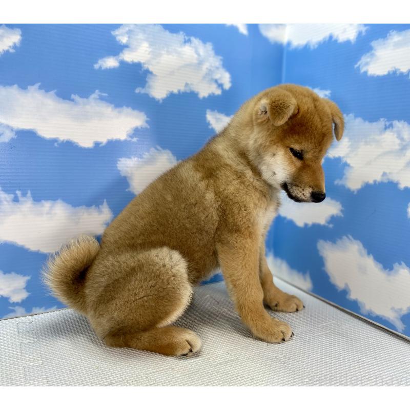 販売中の愛知県の柴犬-446861の5枚目