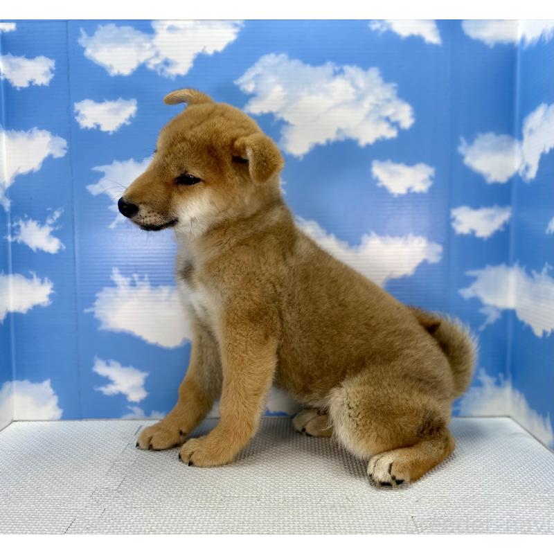 販売中の愛知県の柴犬-446861の4枚目