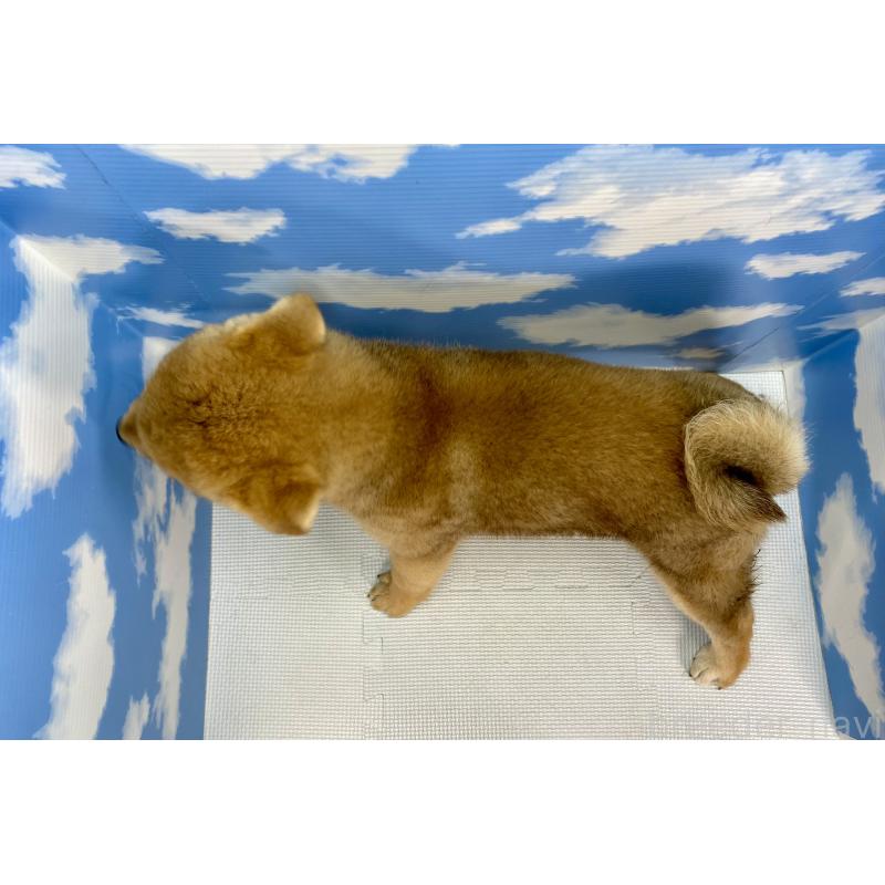 販売中の愛知県の柴犬-446861の3枚目