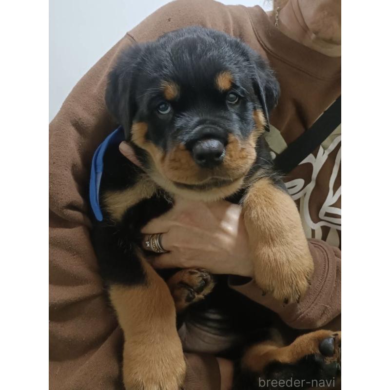 販売中の神奈川県のロットワイラー-454824の2枚目