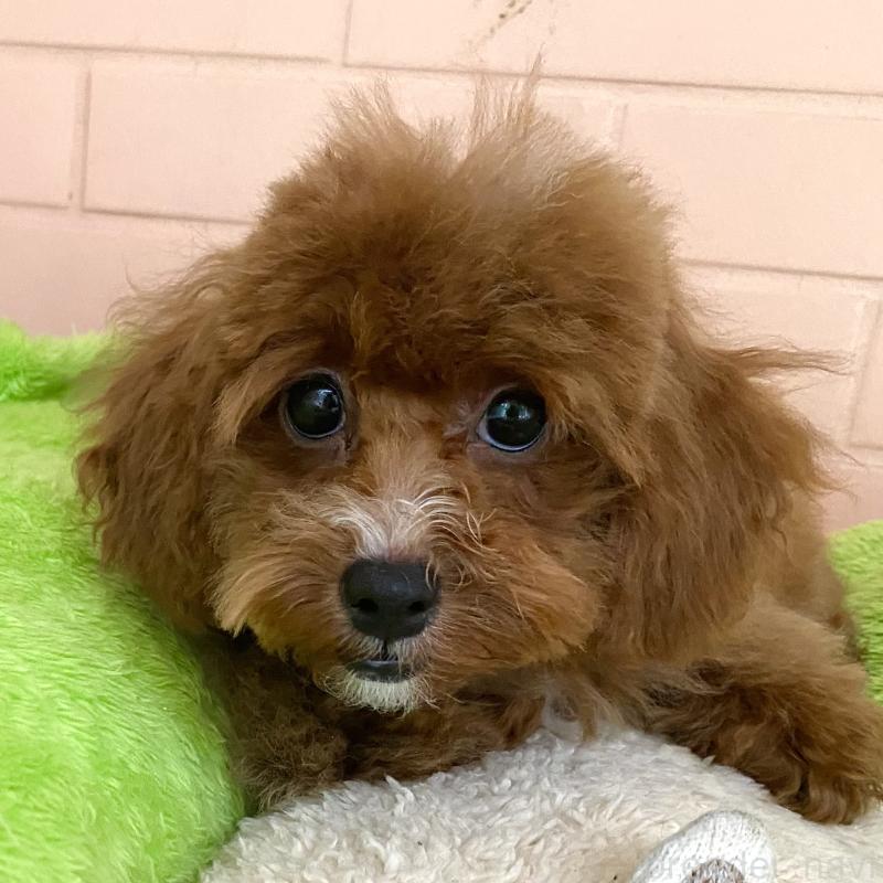 販売中の静岡県のトイプードル-454826の6枚目