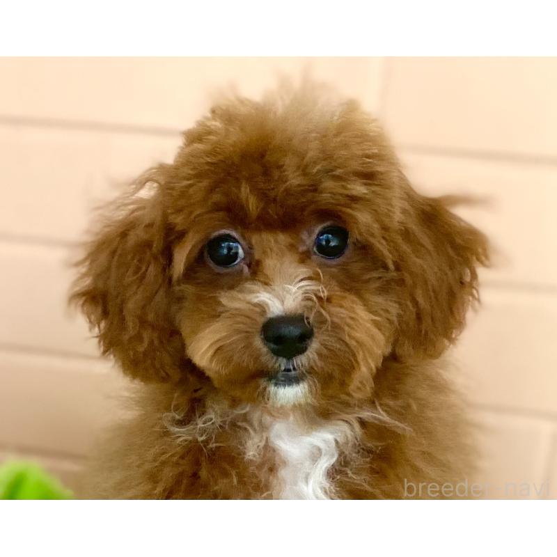 販売中の静岡県のトイプードル-454826の5枚目