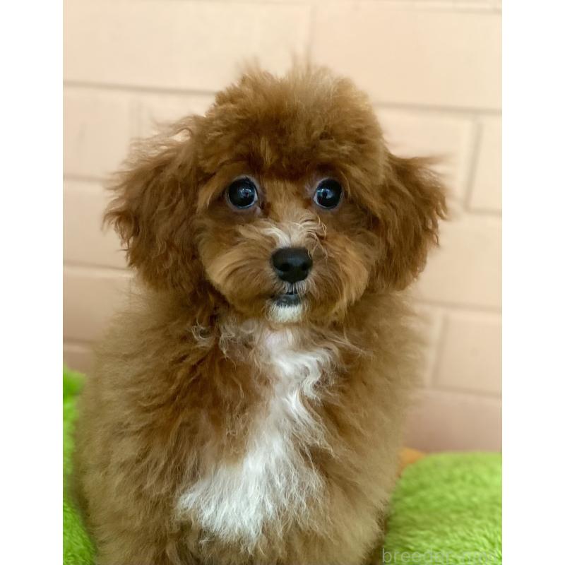 販売中の静岡県のトイプードル-454826の4枚目