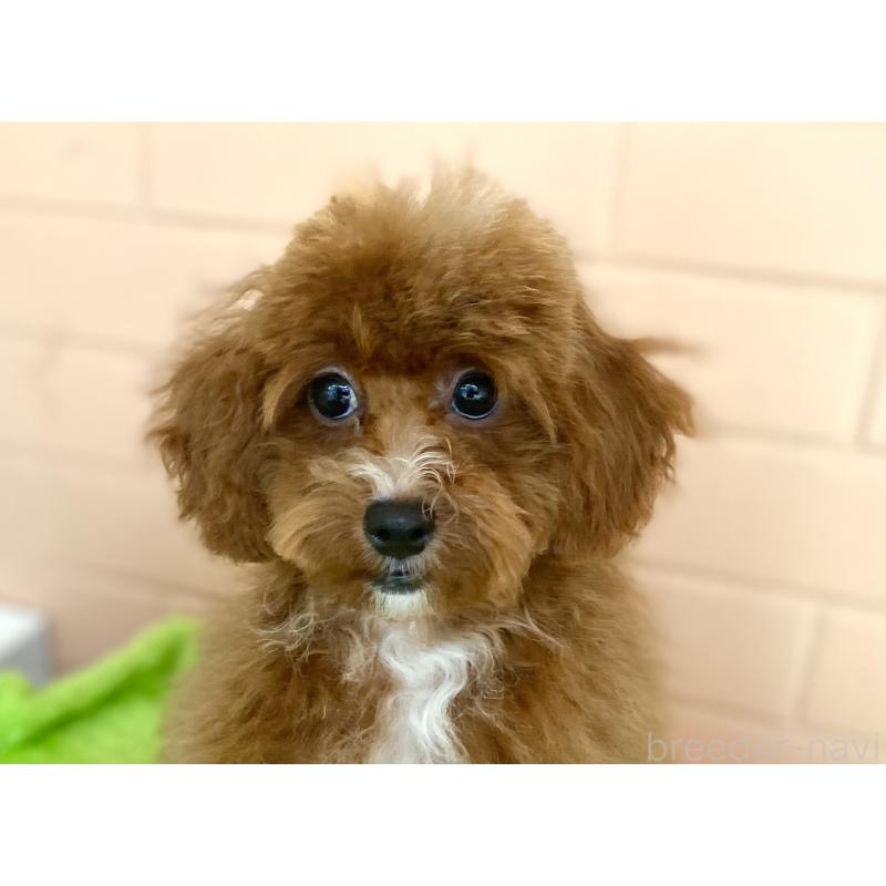 販売中の静岡県のトイプードル-454826の3枚目