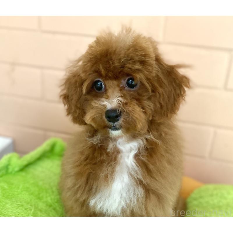 販売中の静岡県のトイプードル-454826の2枚目