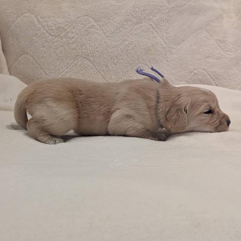 販売中の岡山県のゴールデンレトリーバー-454827の4枚目