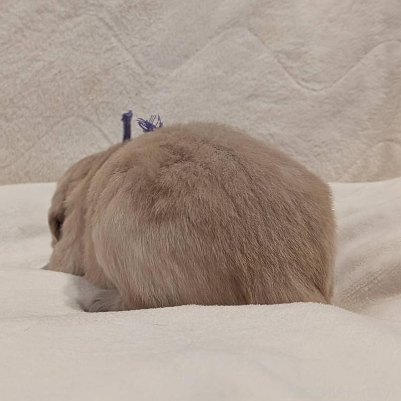 販売中の岡山県のゴールデンレトリーバー-454827の3枚目