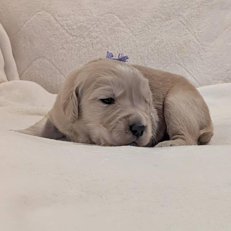 販売中の岡山県のゴールデンレトリーバー-454827の2枚目