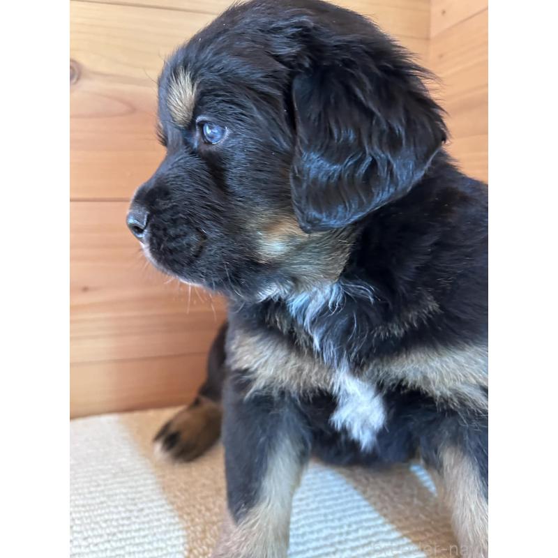 販売中の京都府のミックス犬-455080の4枚目