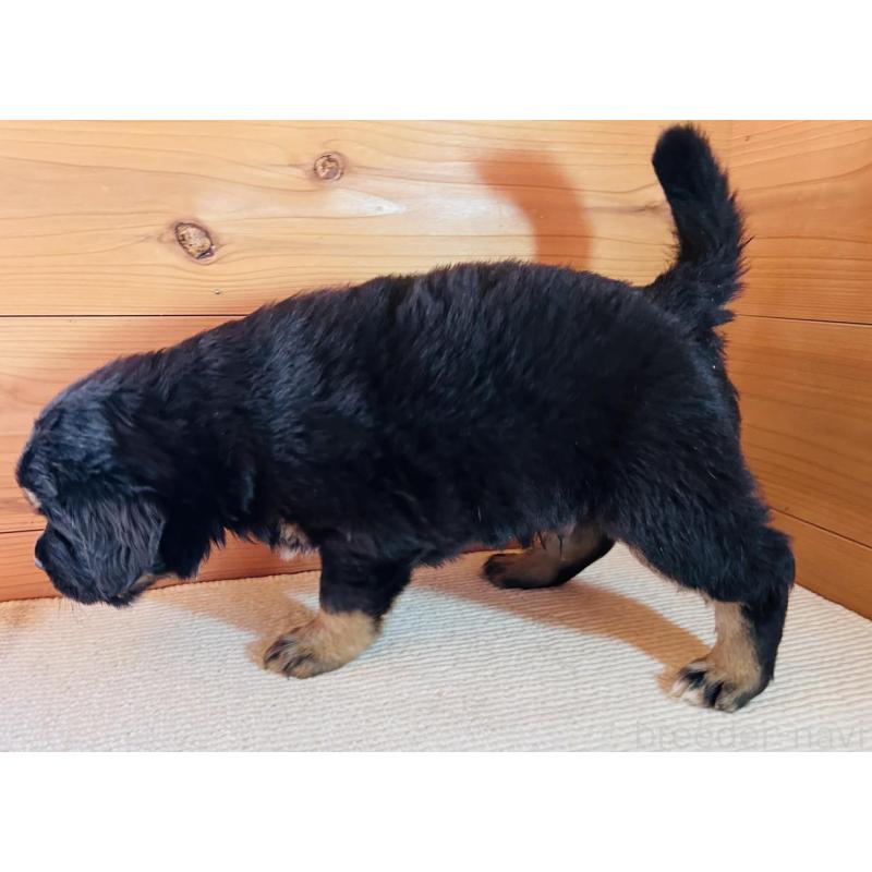 販売中の京都府のミックス犬-455080の3枚目