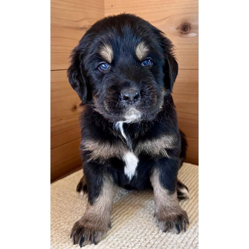 販売中の京都府のミックス犬-455080の2枚目