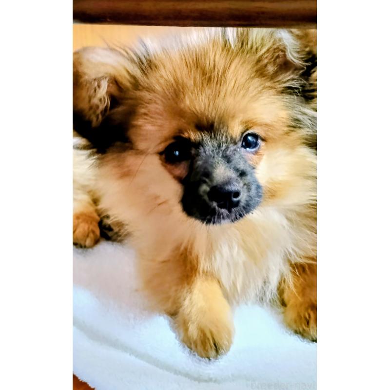 販売中の沖縄県のミックス犬-445366