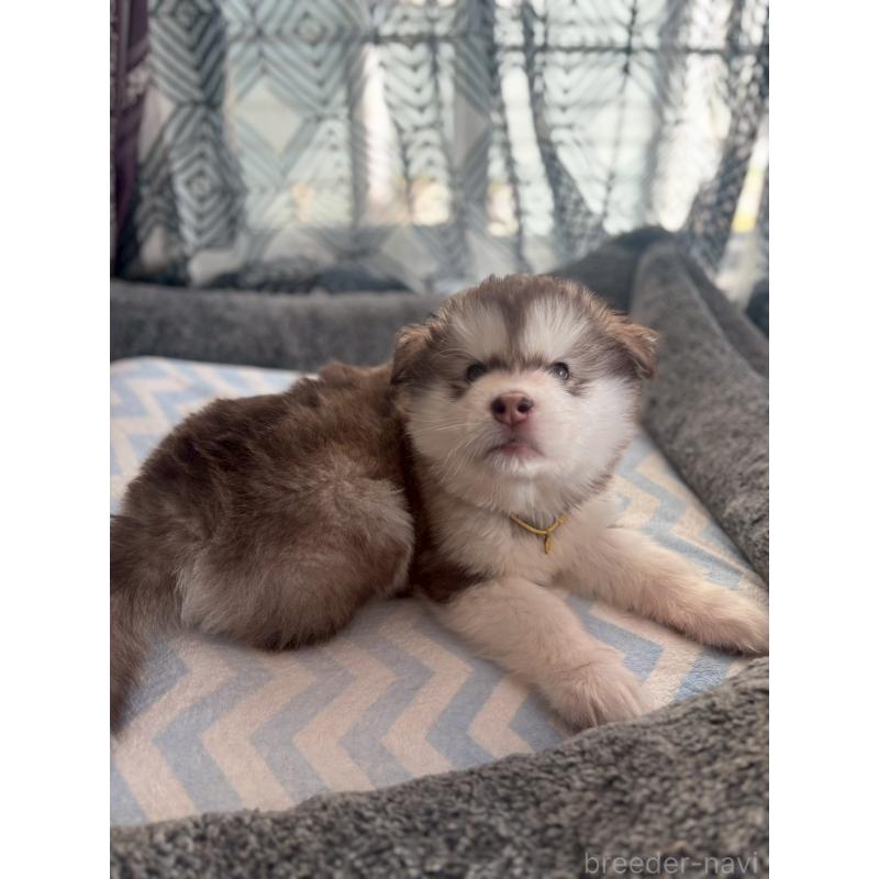 販売中の奈良県のアラスカンマラミュート-446827の3枚目