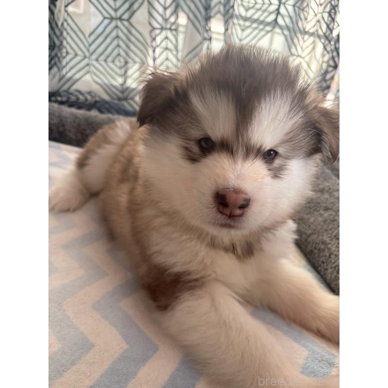 販売中の奈良県のアラスカンマラミュート-446827の2枚目