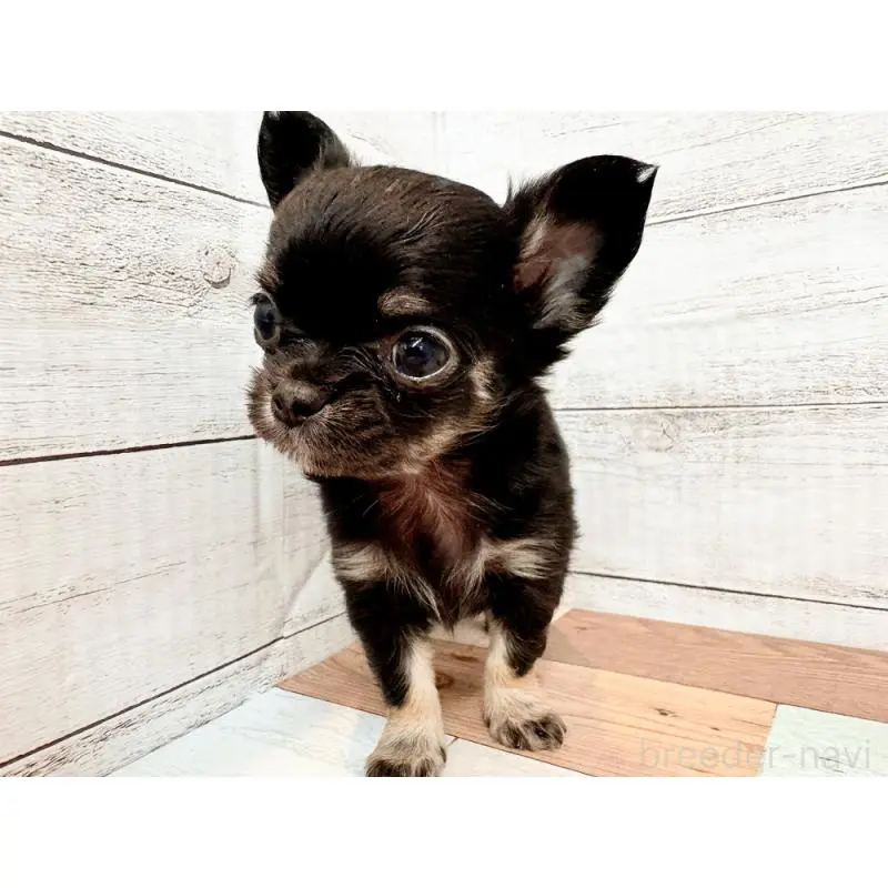 販売中の新潟県のチワワ(ロングコート)-454828の4枚目