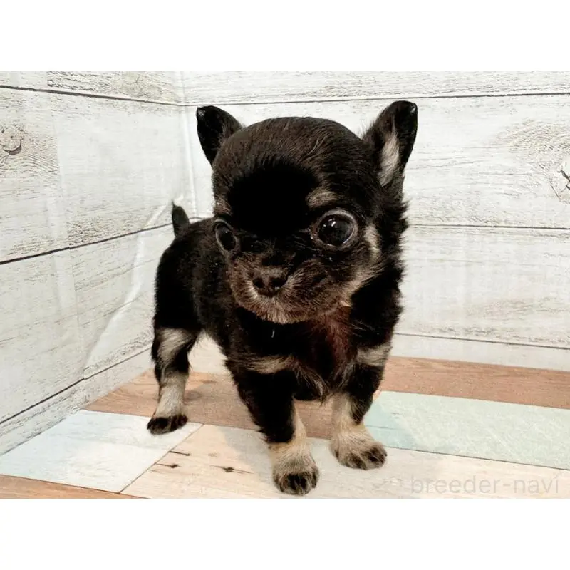 販売中の新潟県のチワワ(ロングコート)-454828の3枚目