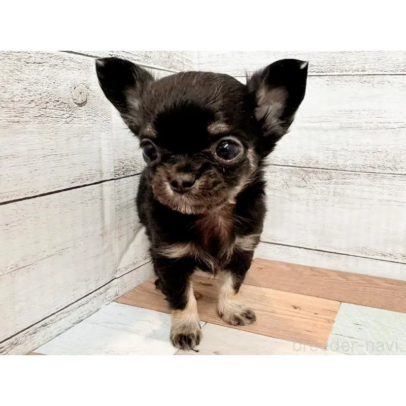 販売中の新潟県のチワワ(ロングコート)-454828の2枚目