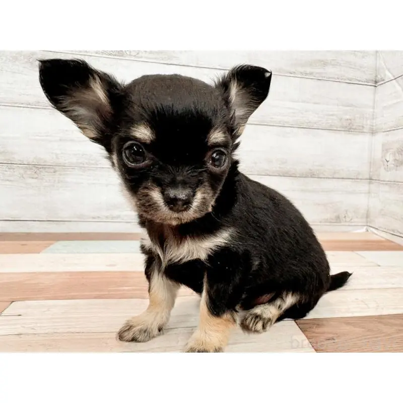 販売中の新潟県のチワワ(ロングコート)-454829の5枚目