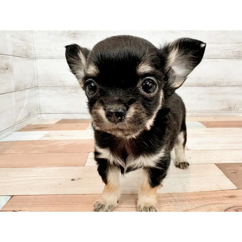 販売中の新潟県のチワワ(ロングコート)-454829の4枚目