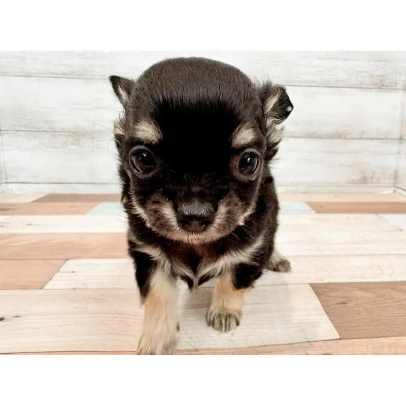 販売中の新潟県のチワワ(ロングコート)-454829の2枚目