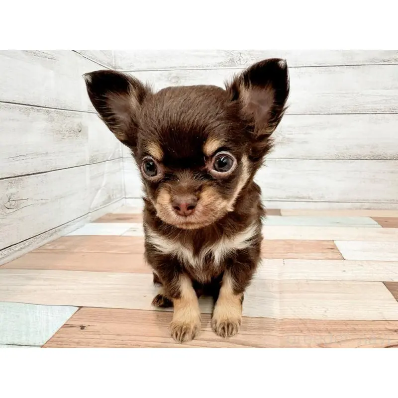 販売中の新潟県のチワワ(ロングコート)-454830の5枚目