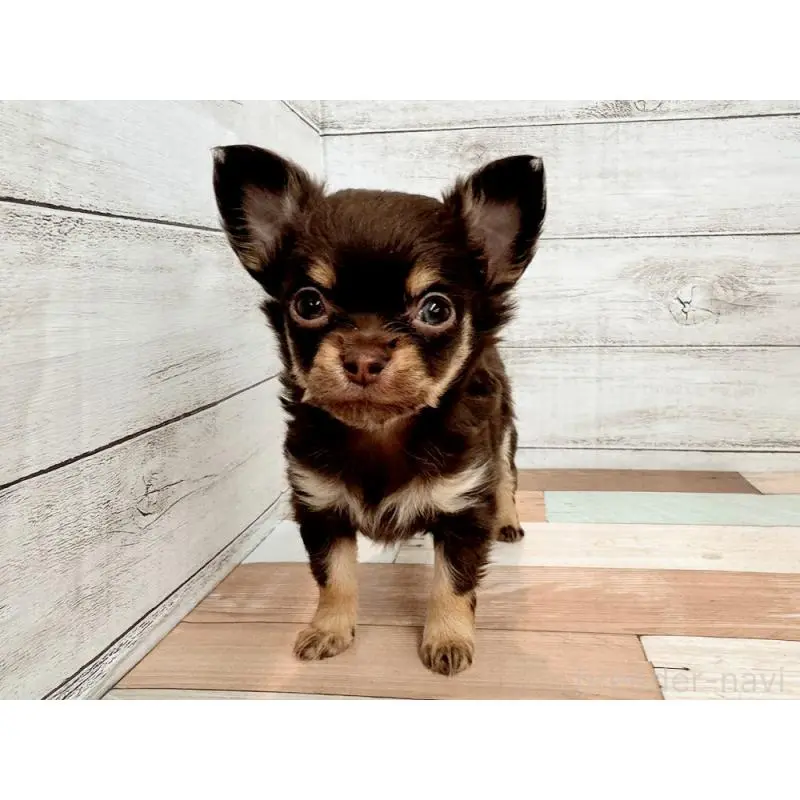 販売中の新潟県のチワワ(ロングコート)-454830の4枚目