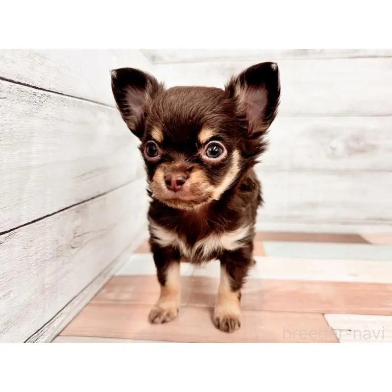 販売中の新潟県のチワワ(ロングコート)-454830の2枚目