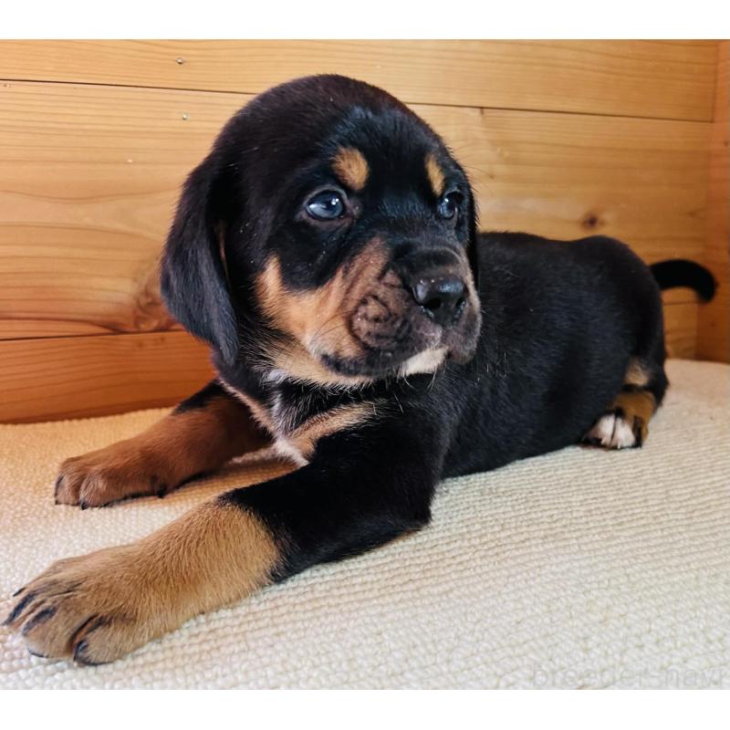 販売中の京都府のミックス犬-455081の4枚目