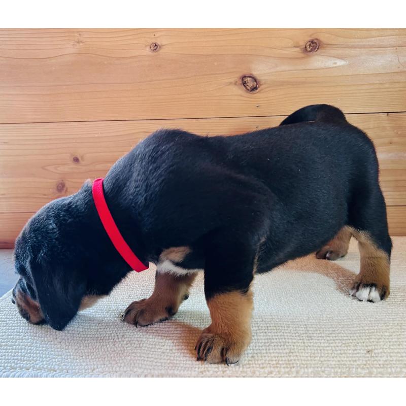 販売中の京都府のミックス犬-455081の3枚目