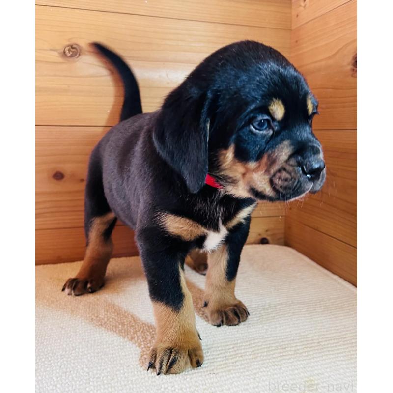 販売中の京都府のミックス犬-455081の2枚目