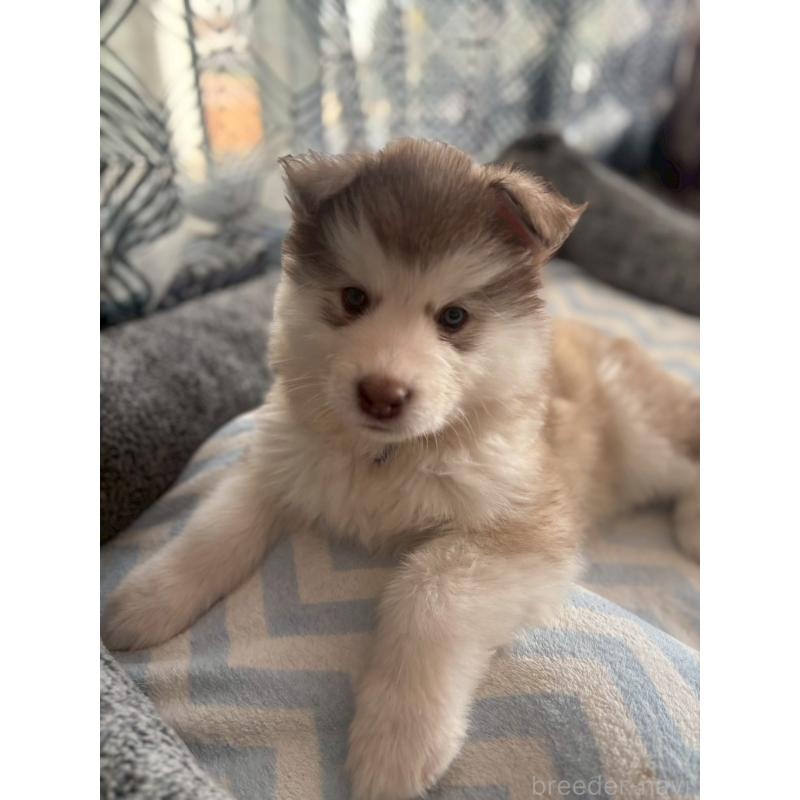 販売中の奈良県のアラスカンマラミュート-446823の3枚目