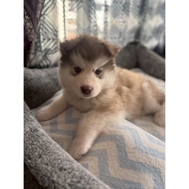 販売中の奈良県のアラスカンマラミュート-446823の2枚目