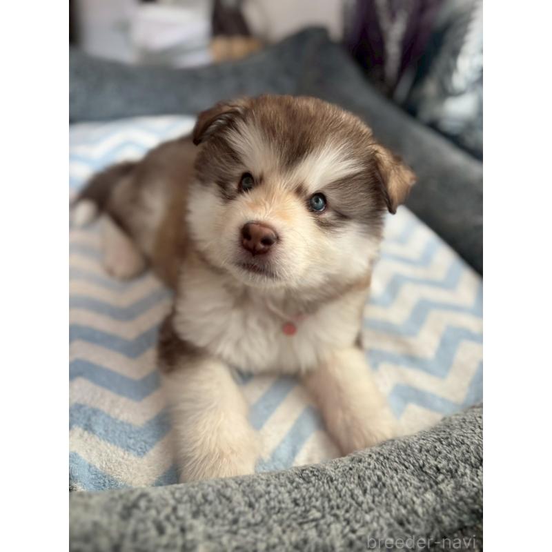 販売中の奈良県のアラスカンマラミュート-446815の4枚目