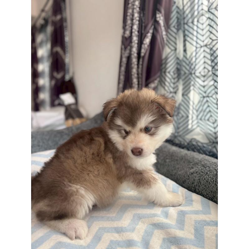 販売中の奈良県のアラスカンマラミュート-446815の3枚目