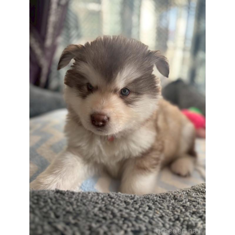 販売中の奈良県のアラスカンマラミュート-446815の2枚目