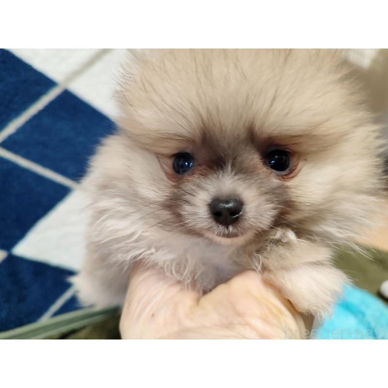 販売中の岡山県のポメラニアン-447339の7枚目