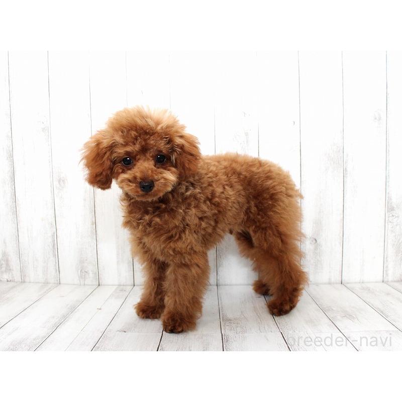 販売中の千葉県のティーカッププードル-446383の3枚目