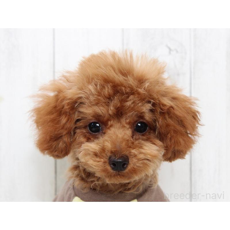 販売中の千葉県のティーカッププードル-446383の2枚目