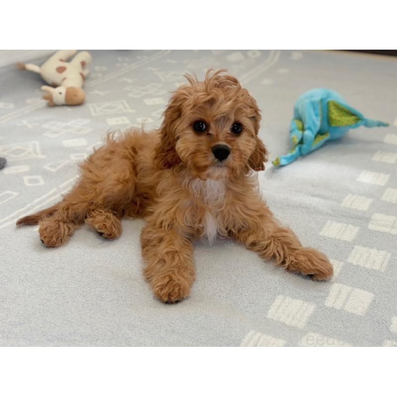 販売中の福岡県のミックス犬-431463