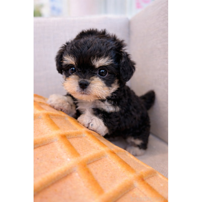 販売中の北海道のミックス犬-450574